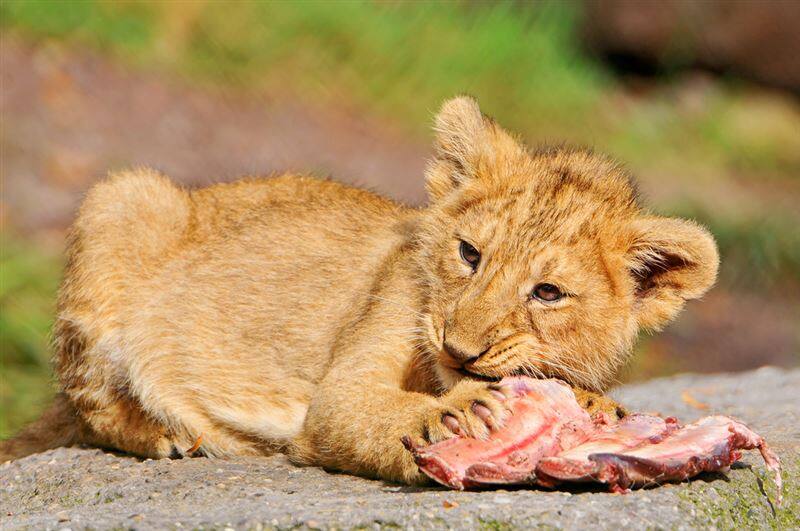 肉を食べるライオンの子ども